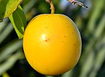 photo fruit Ximenia