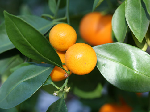 fruit orange d'appartem