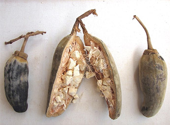 photo fruit du Baobab
