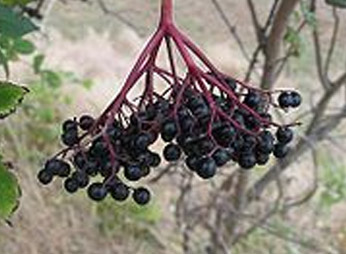 photo fruit sureau noir