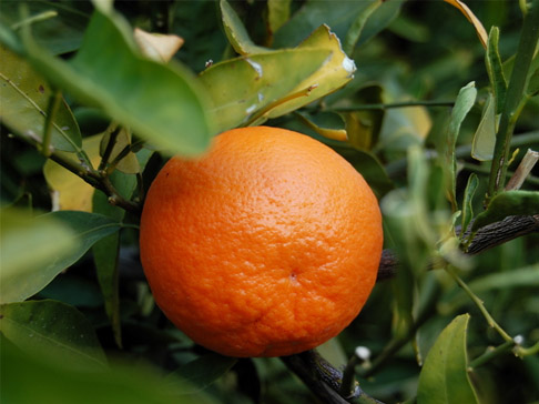 photo fruit tangerine