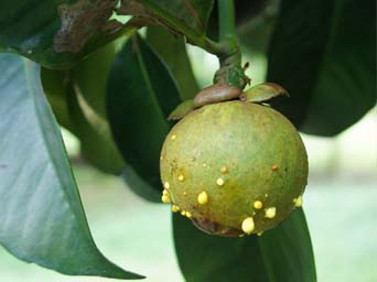 fruit garcinia mangoustana