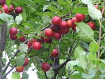 myrobolan fruit
