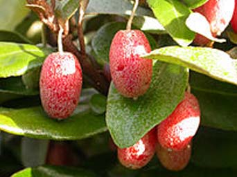 elaeagnus umbellata fruit
