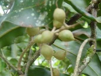 macadamia integrifolia