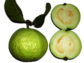 psidium guajava fruit