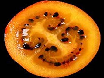 fruit tomate en arbre