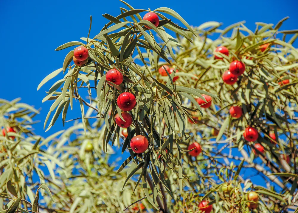 Fruits en Q